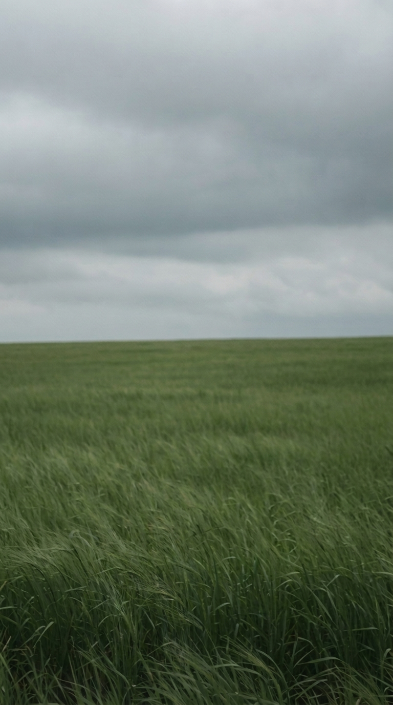 Open Field Reverie