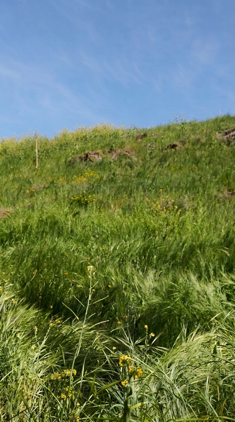 Grassy Hill Serenity